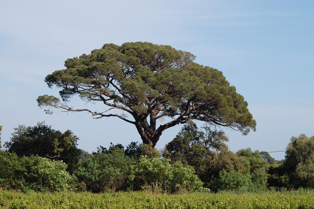 Chateau De La Clapiere Ιέρ Εξωτερικό φωτογραφία